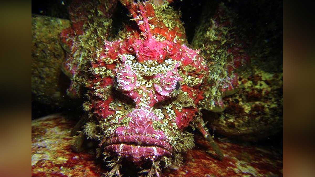 Rare Golden Demon Stinger 