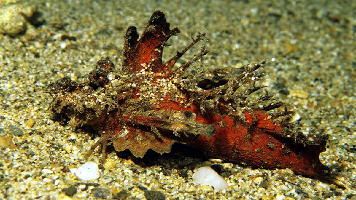 Rare Golden Demon Stinger 