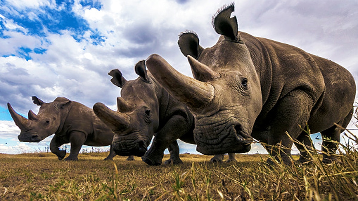 An Earth without human