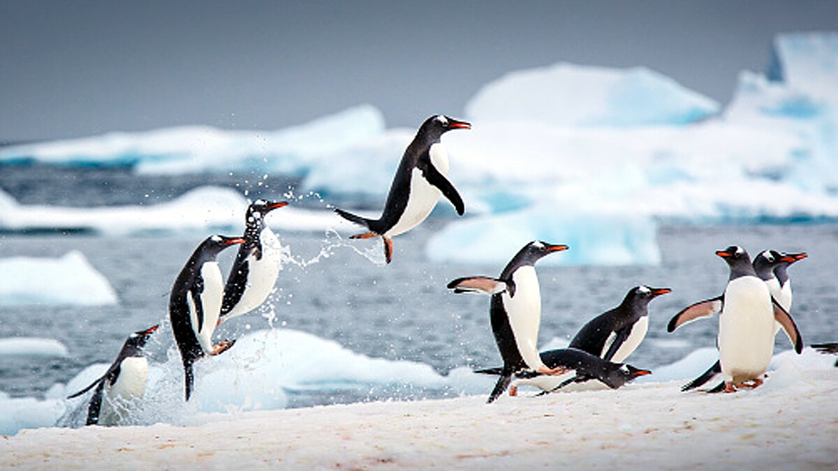 An Earth without human