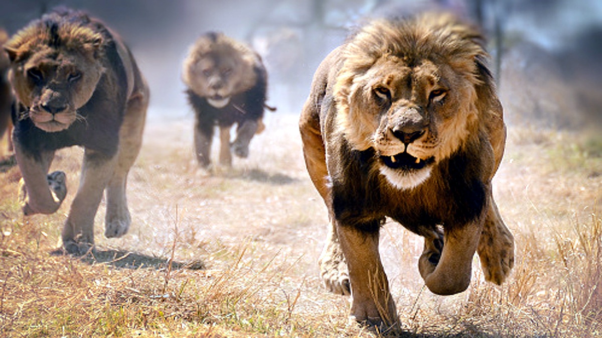 An Earth without human