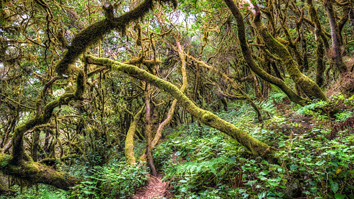 An Earth without human