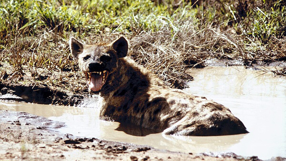 An Earth without human