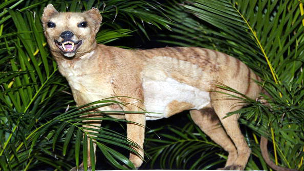 An Earth without human