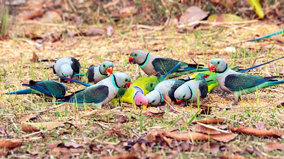 An Earth without human