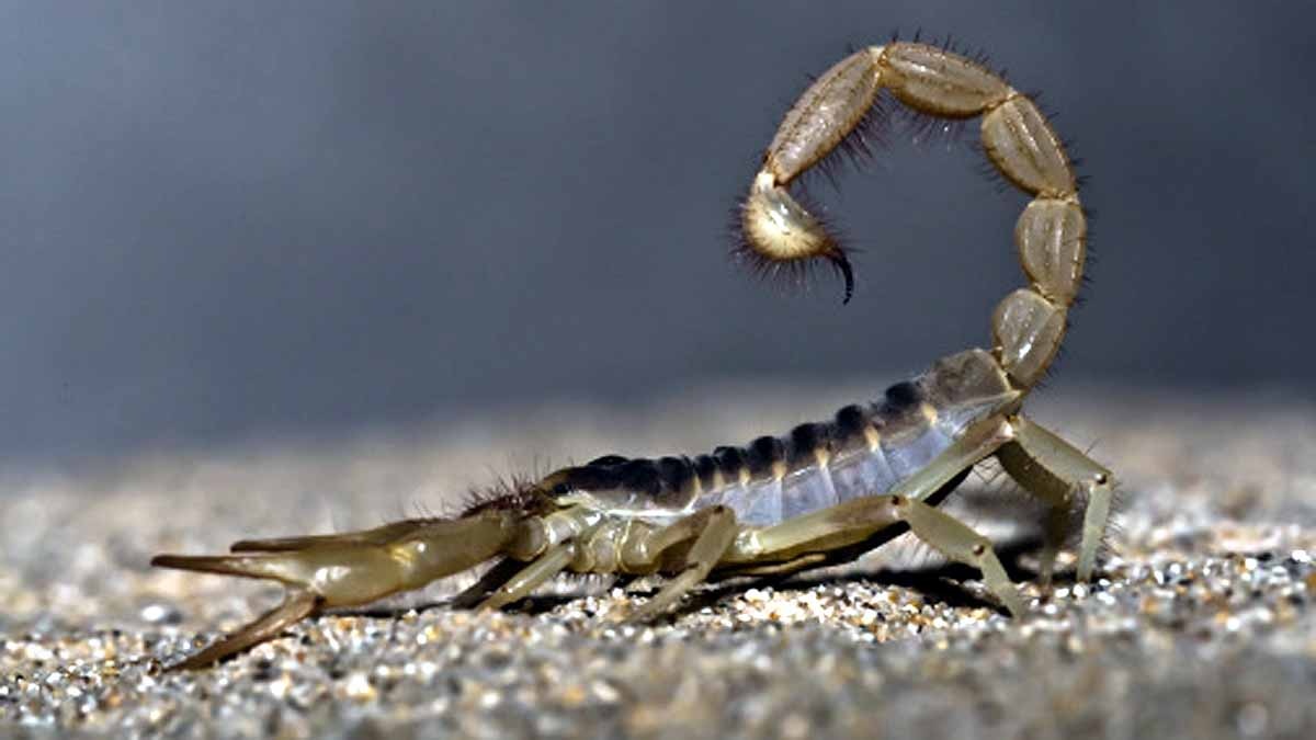 Egypt Scorpion Mass Attack