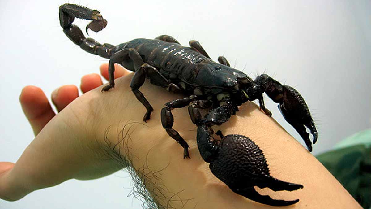 Egypt Scorpion Mass Attack
