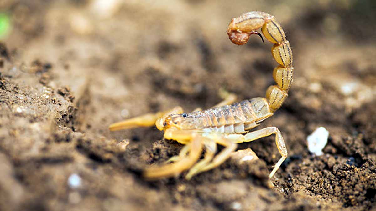 Egypt Scorpion Mass Attack
