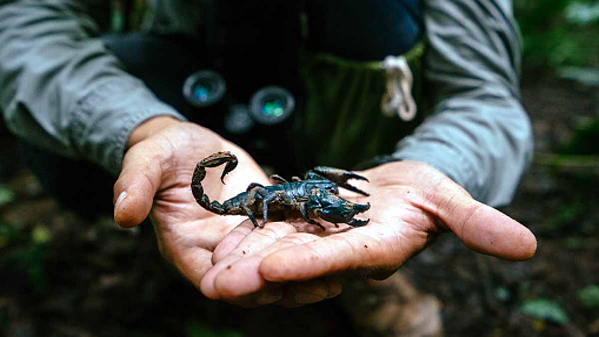 Egypt Scorpion Mass Attack