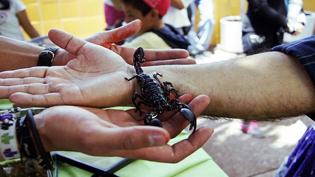 Egypt Scorpion Mass Attack