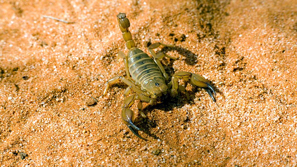 Egypt Scorpion Mass Attack