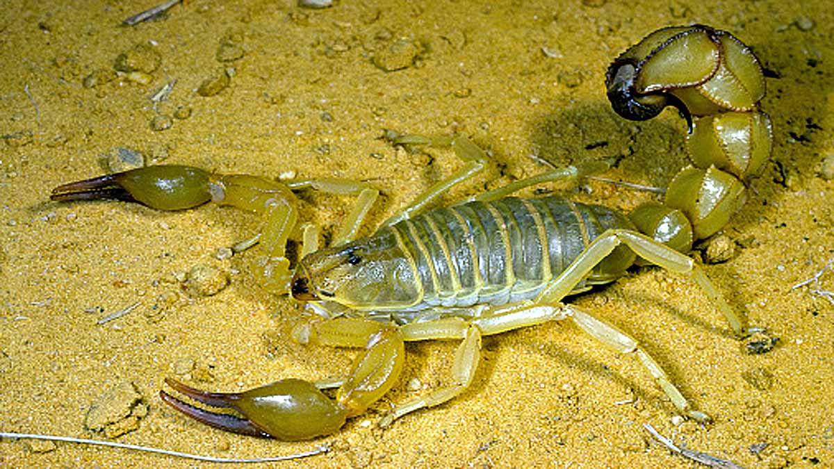 Egypt Scorpion Mass Attack