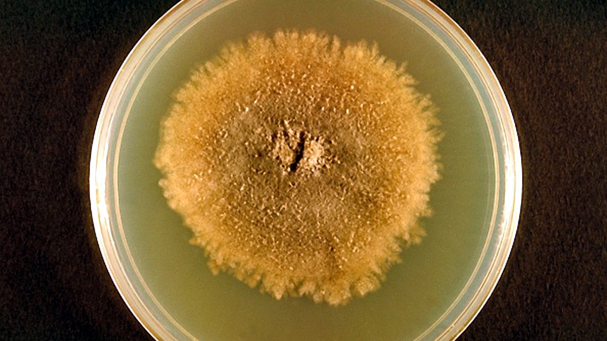 Mysterious brain invading fungus