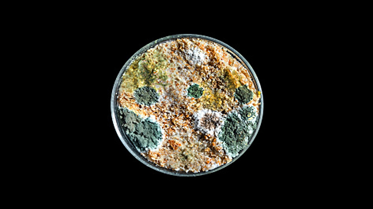 Mysterious brain invading fungus