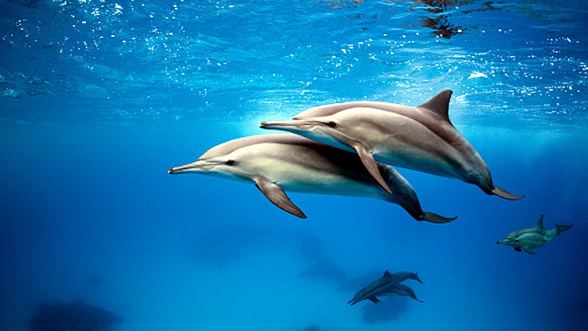 Mysterious brain invading fungus