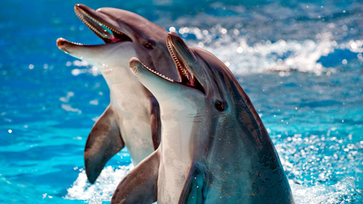 Mysterious brain invading fungus