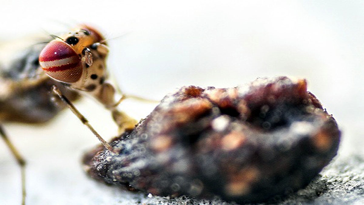 Fungus male flies sex with dead females 