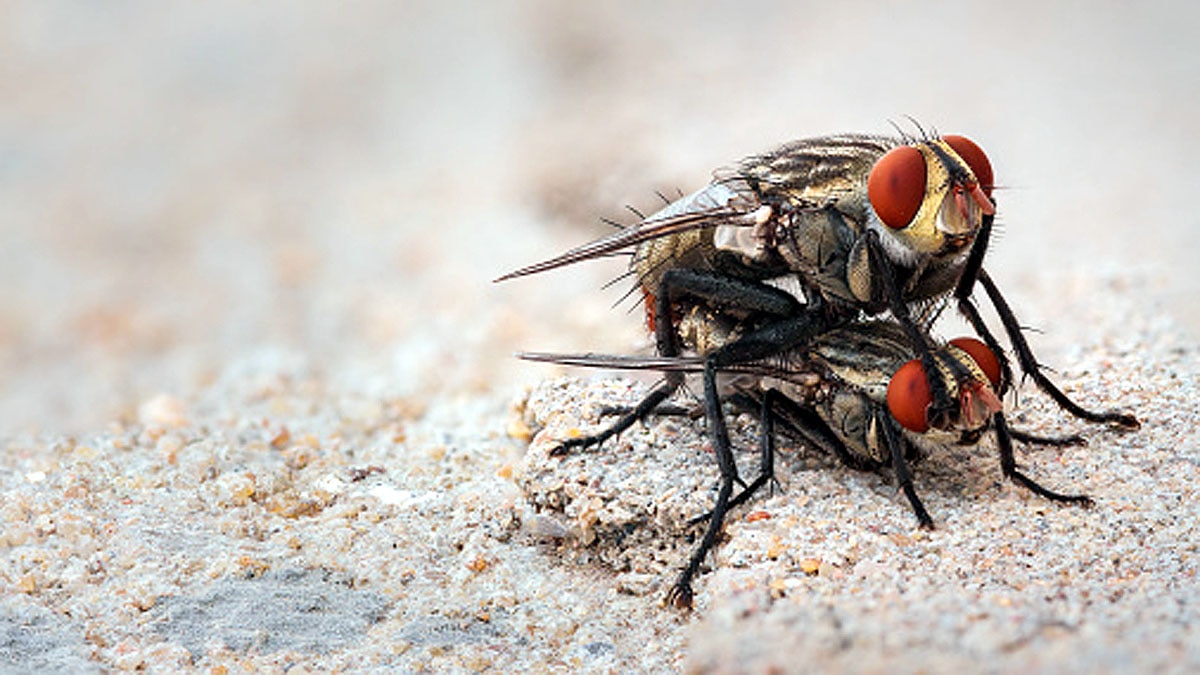 Fungus male flies sex with dead females 