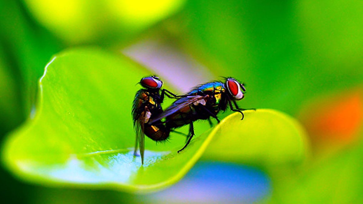 Fungus male flies sex with dead females 
