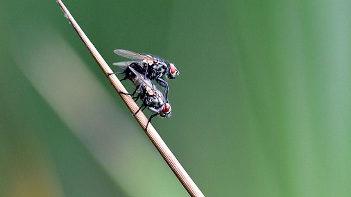 Fungus male flies sex with dead females 
