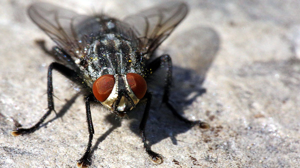 Fungus male flies sex with dead females 