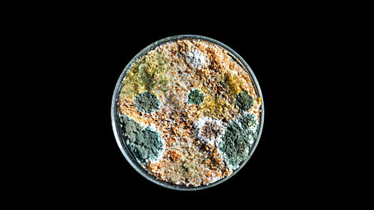 Fungus male flies sex with dead females 