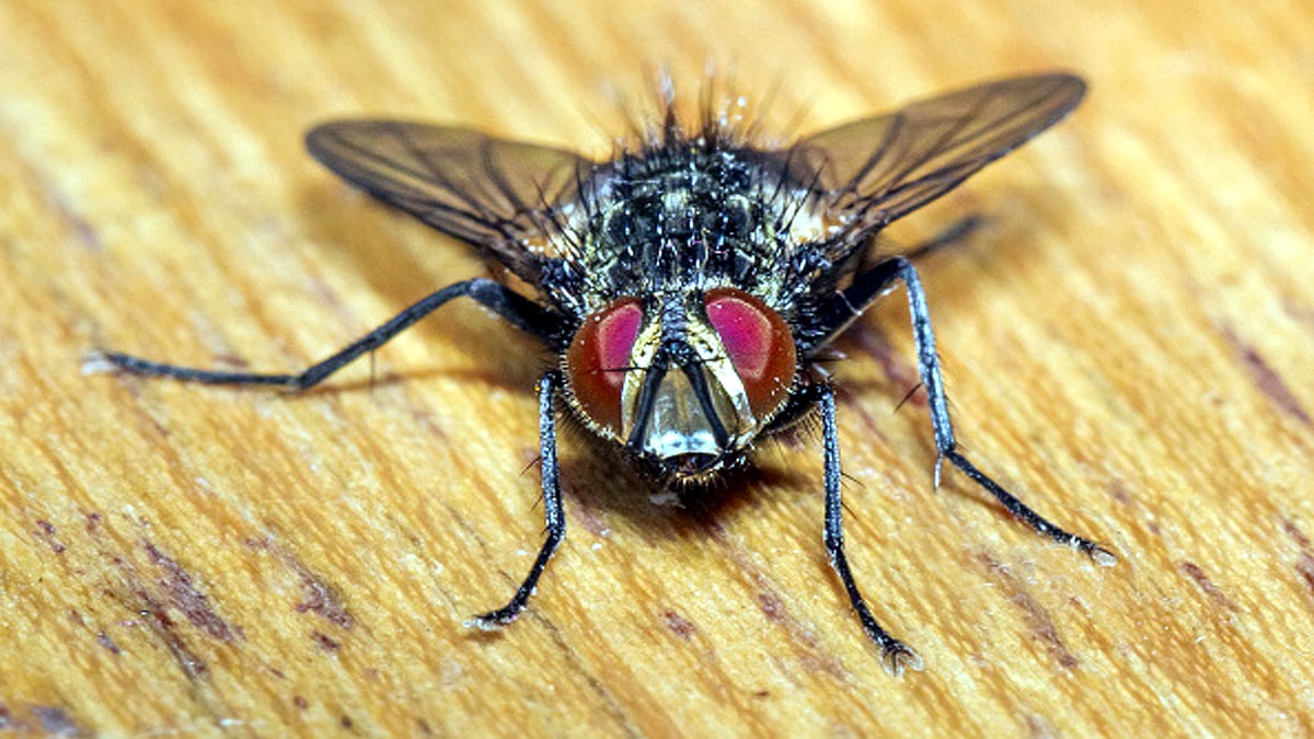 Fungus male flies sex with dead females 