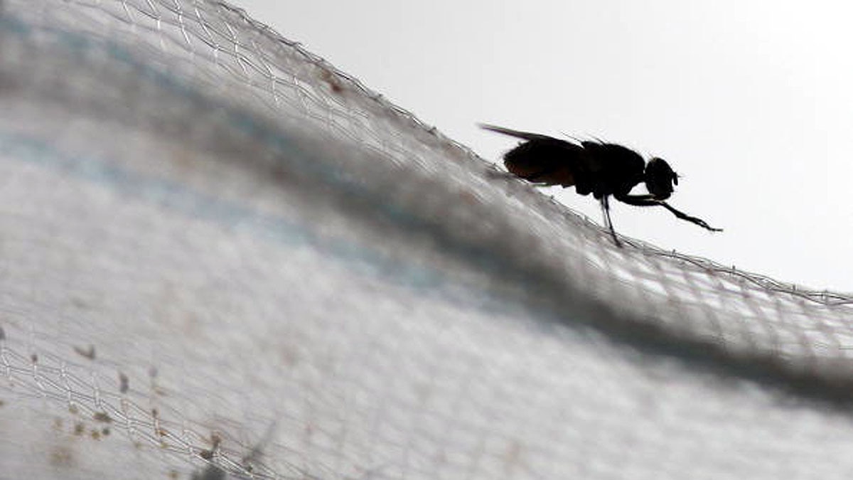 Fungus male flies sex with dead females 