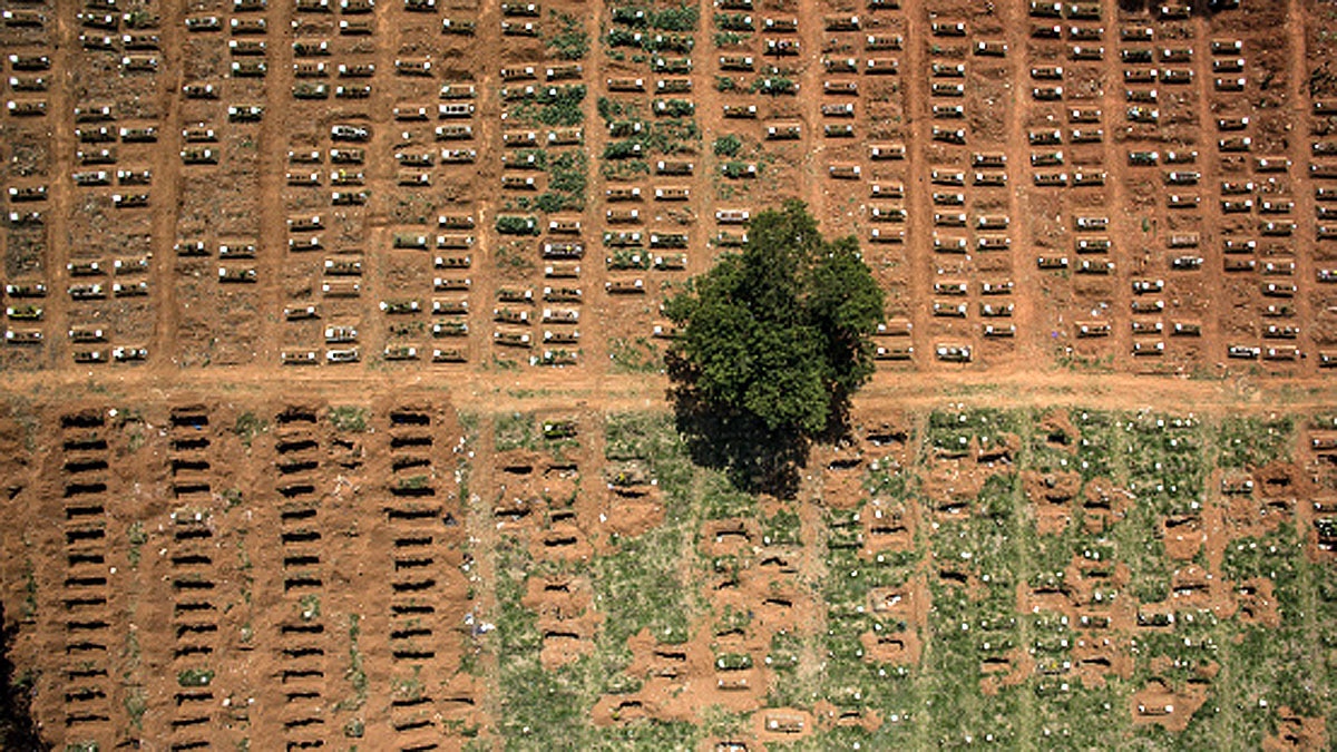 Dead Bodies into Trees 