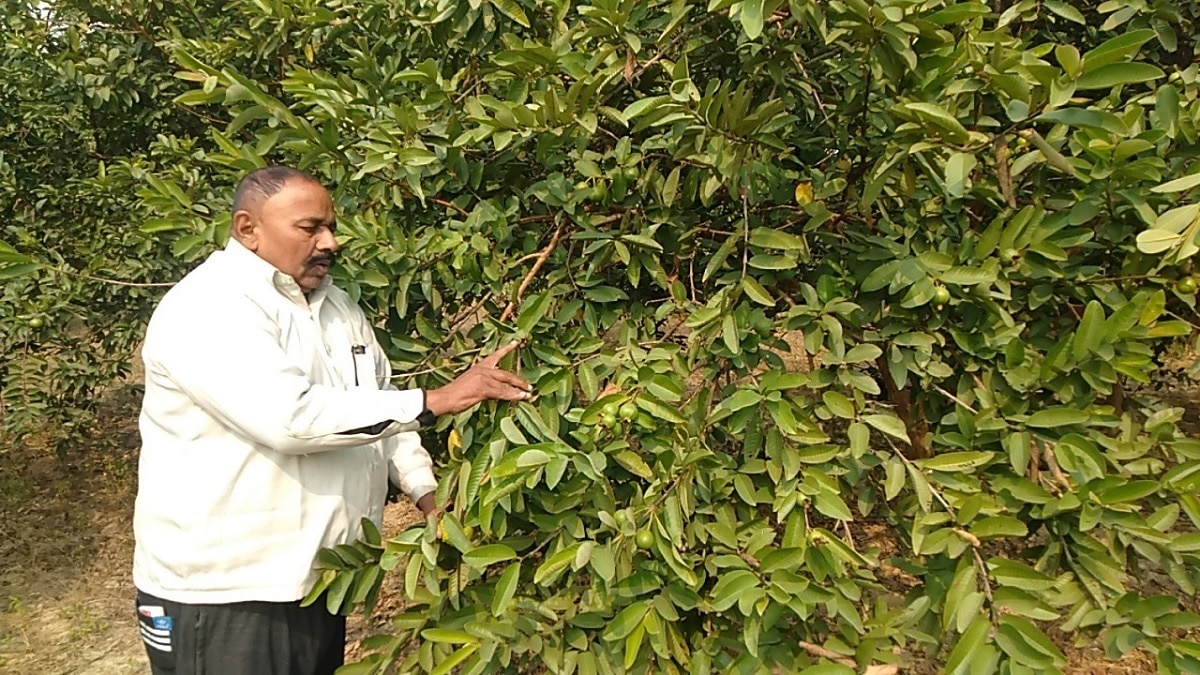 इन वजहों से खराब हुए अमरूद