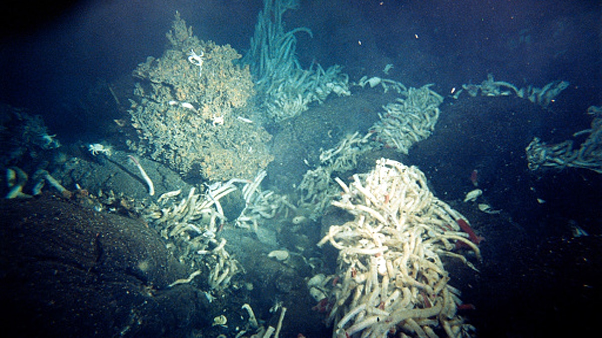 hydrothermal vents Gulf of California 