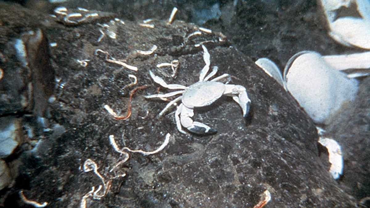 hydrothermal vents Gulf of California 