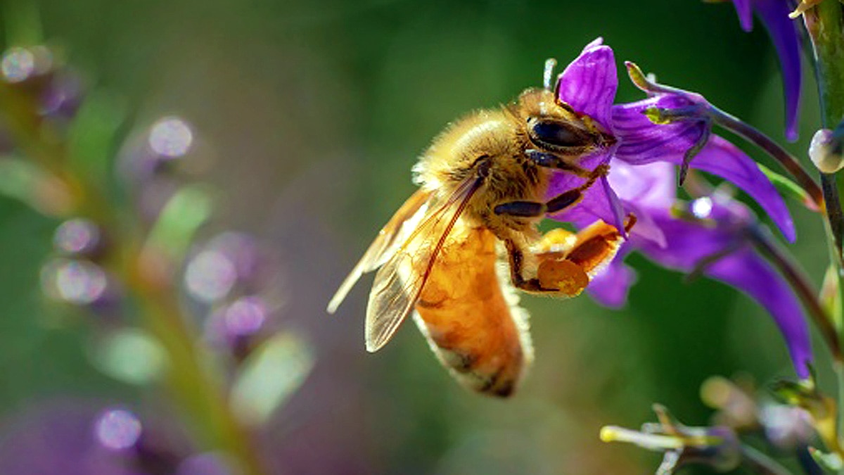 Rotting Meat Sweeter for Bees