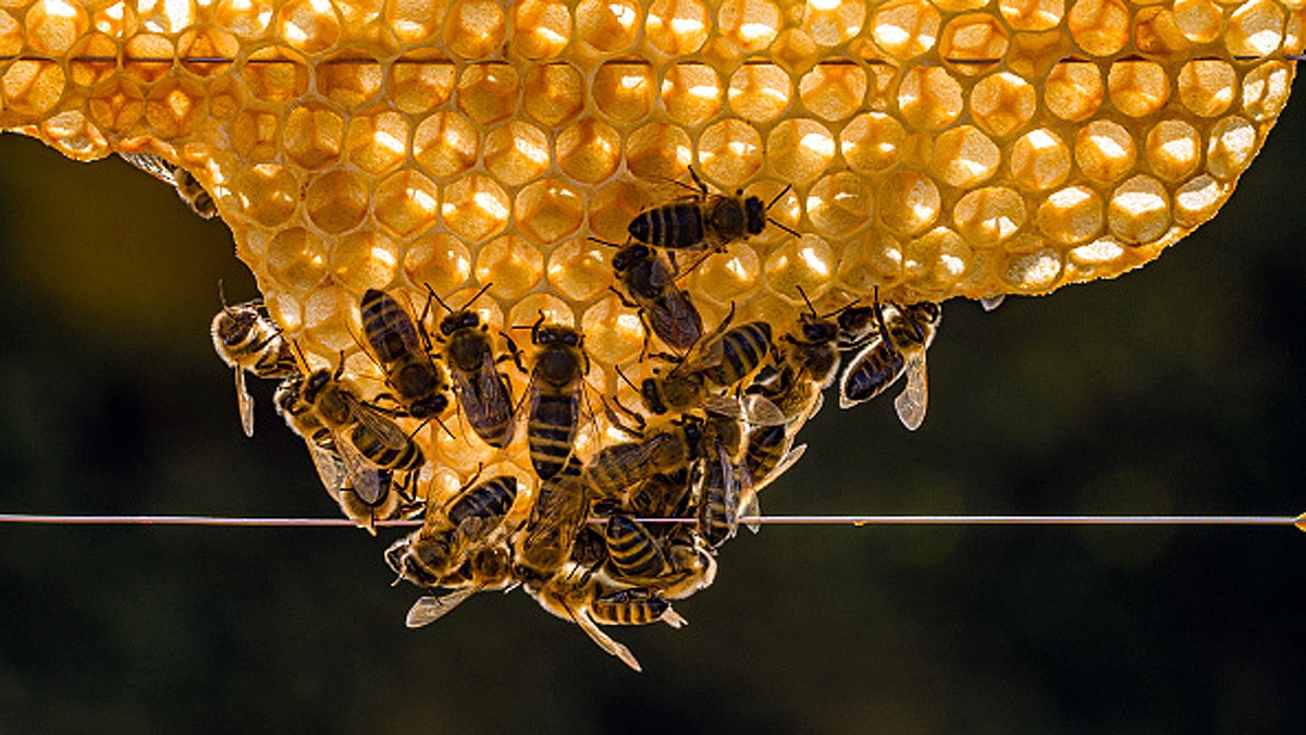 Rotting Meat Sweeter for Bees