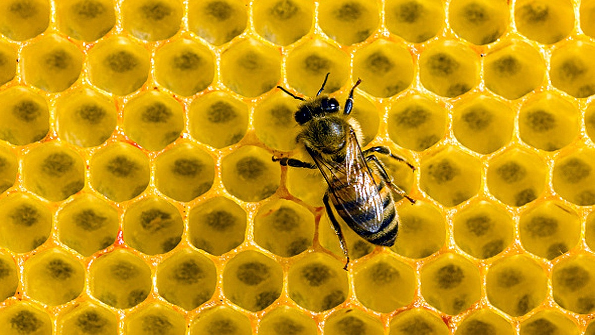 Rotting Meat Sweeter for Bees