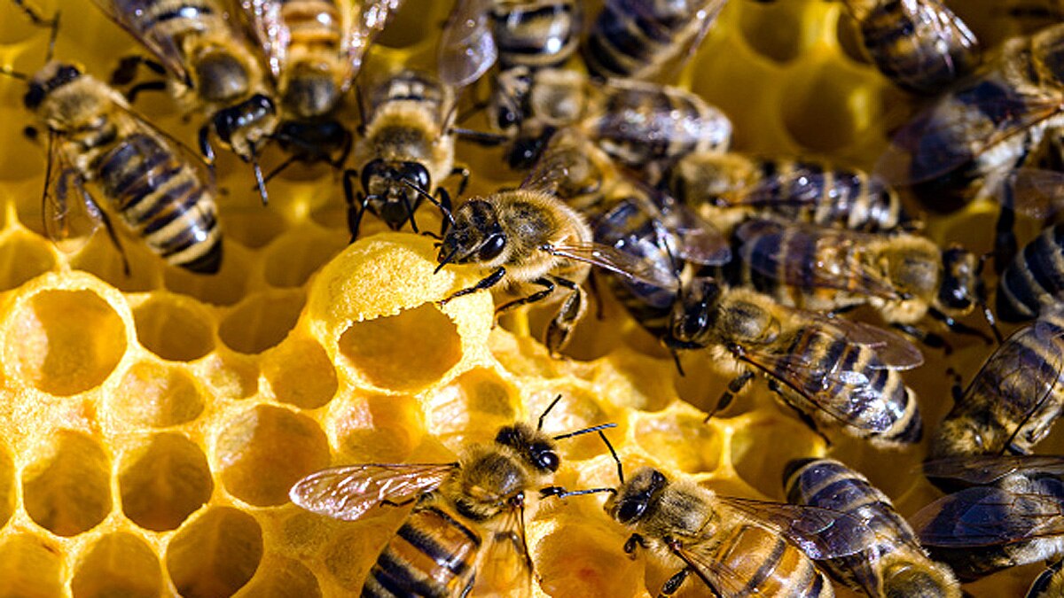 Rotting Meat Sweeter for Bees