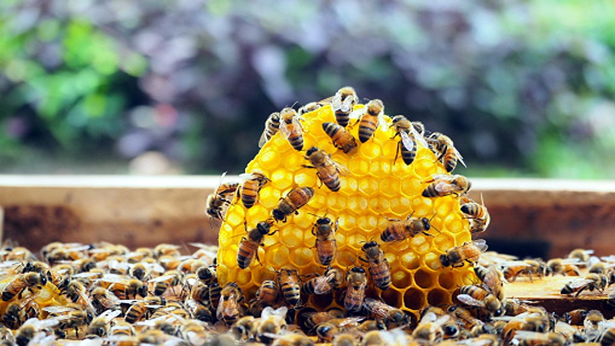 Rotting Meat Sweeter for Bees