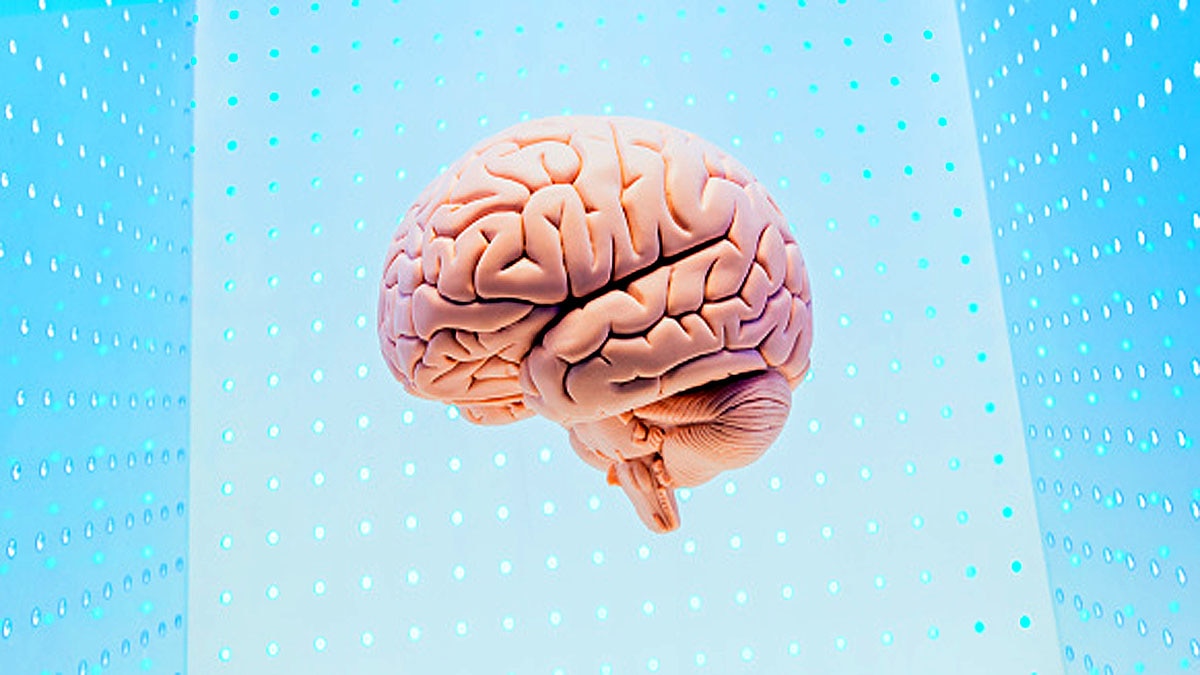 Why Human Brain Shrink?