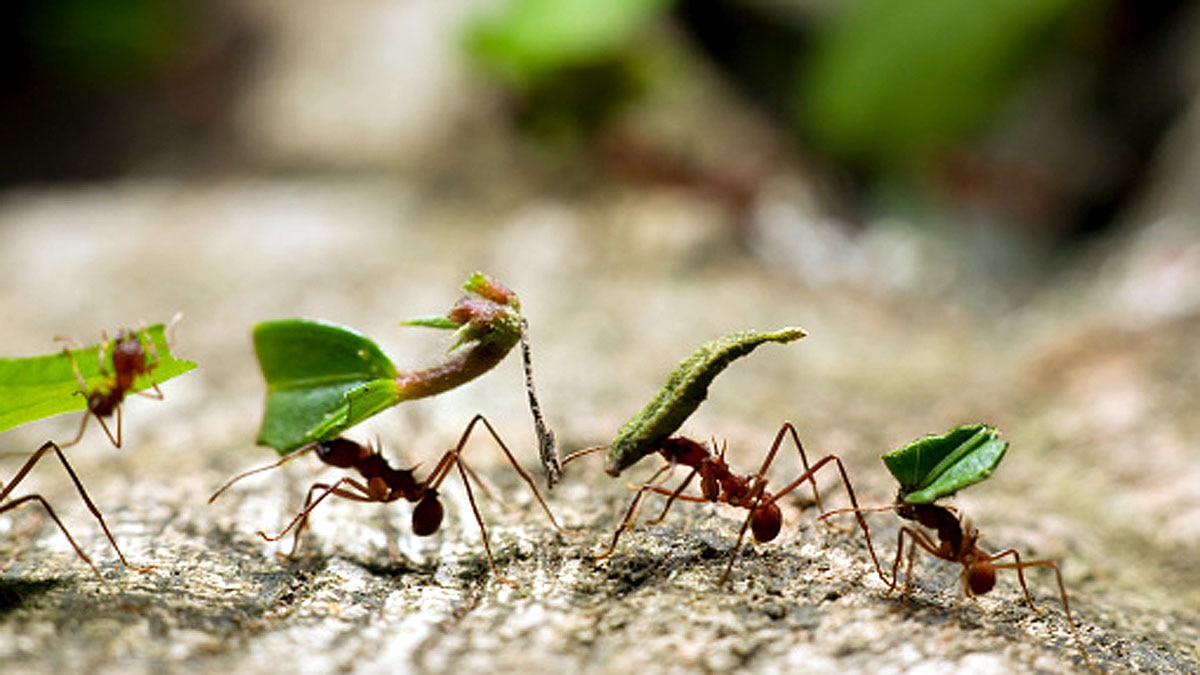 Why Human Brain Shrink?