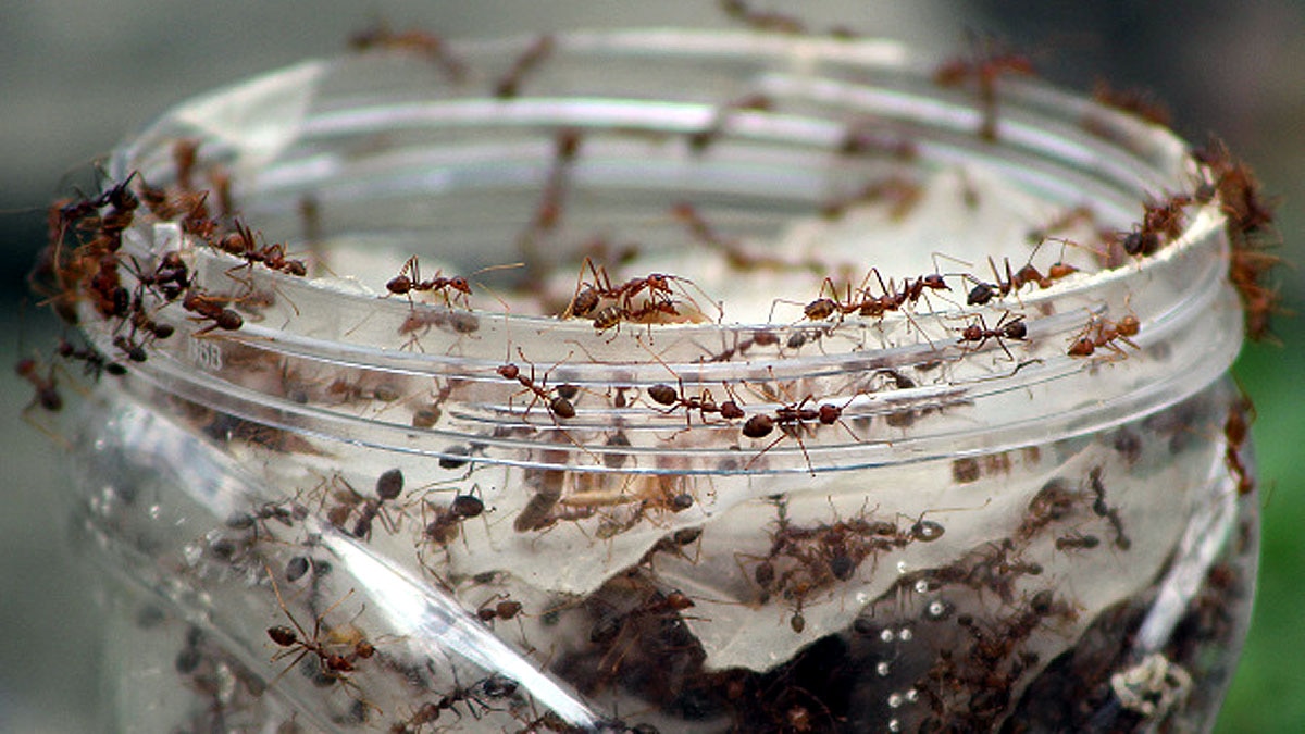 Why Human Brain Shrink?