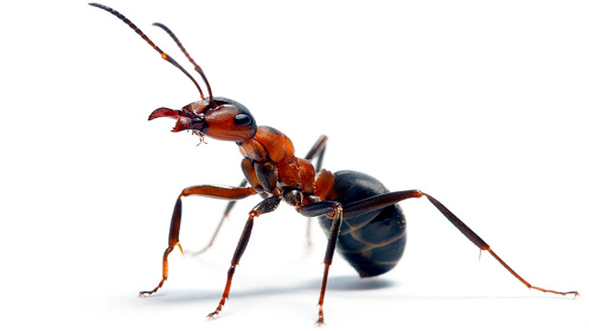 Why Human Brain Shrink?