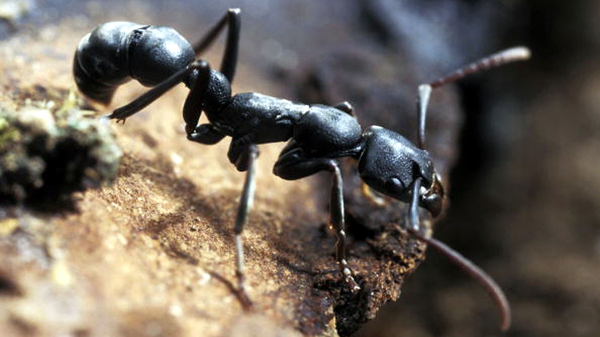 Why Human Brain Shrink?