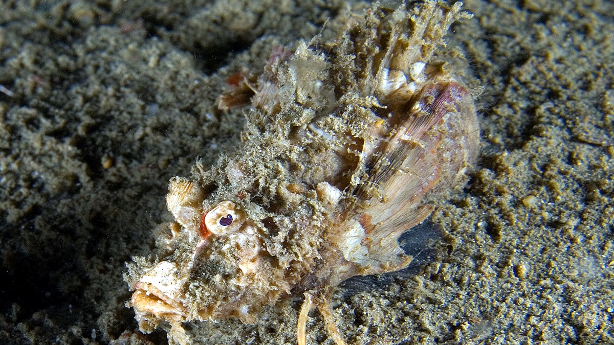 Rare Golden Demon Stinger 