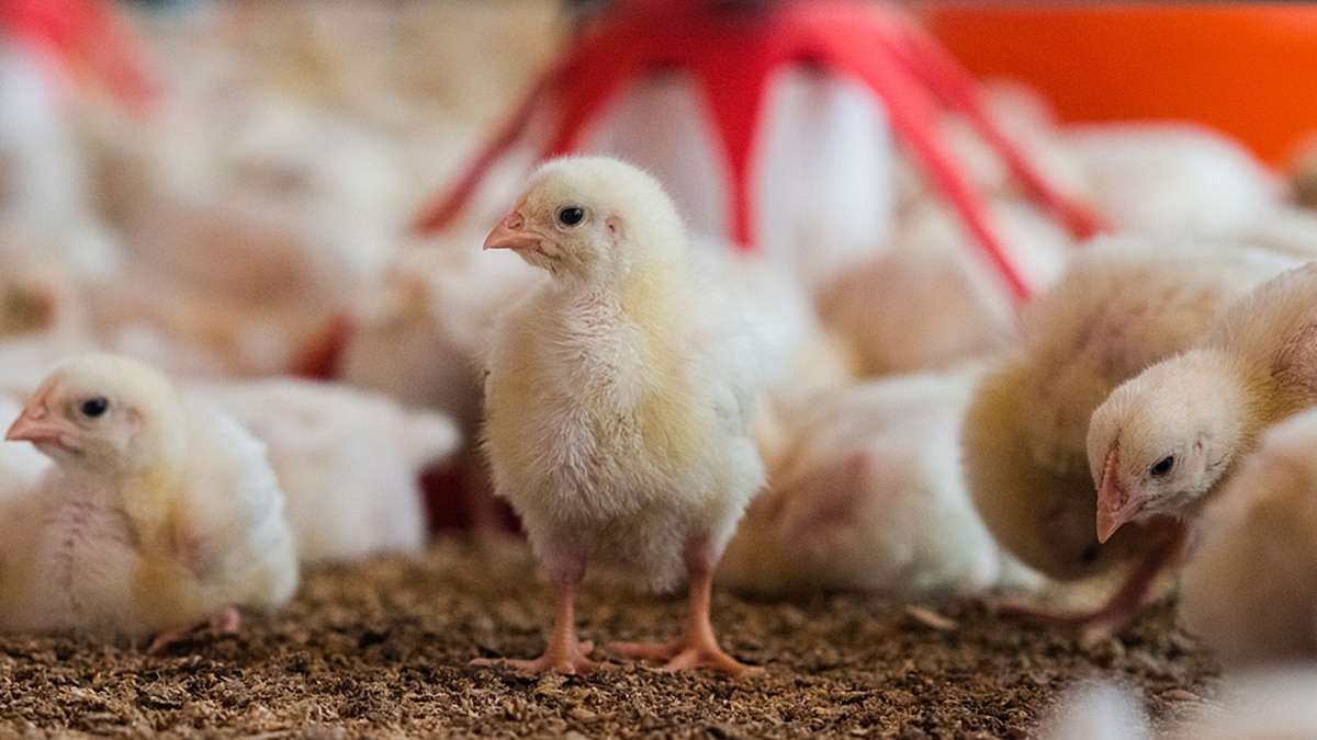 मुर्गियों को किस खाने की जरूरत?