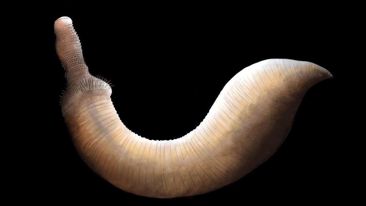Penis Worms Ancient Seas