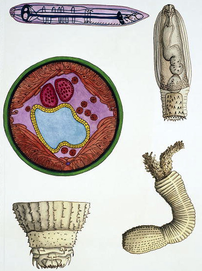 Penis Worms Ancient Seas