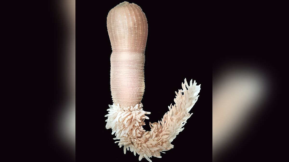 Penis Worms Ancient Seas