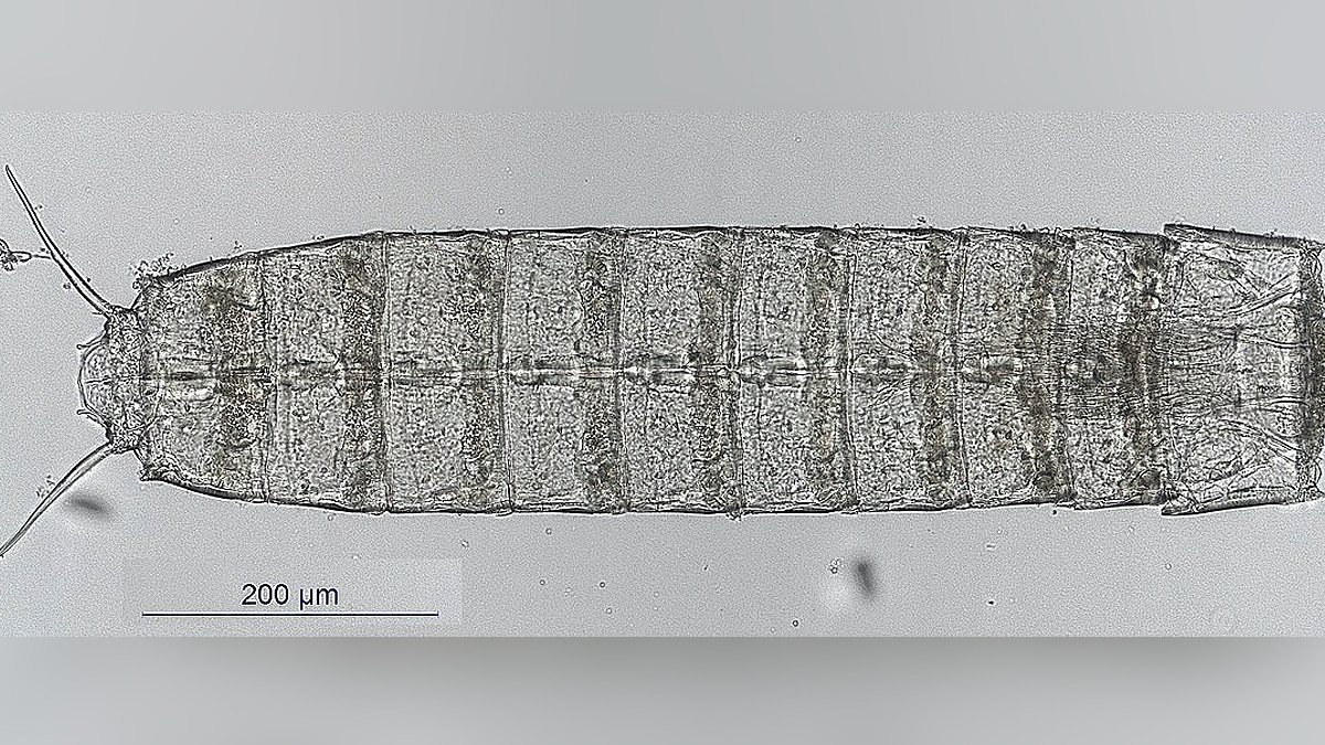 Penis Worms Ancient Seas