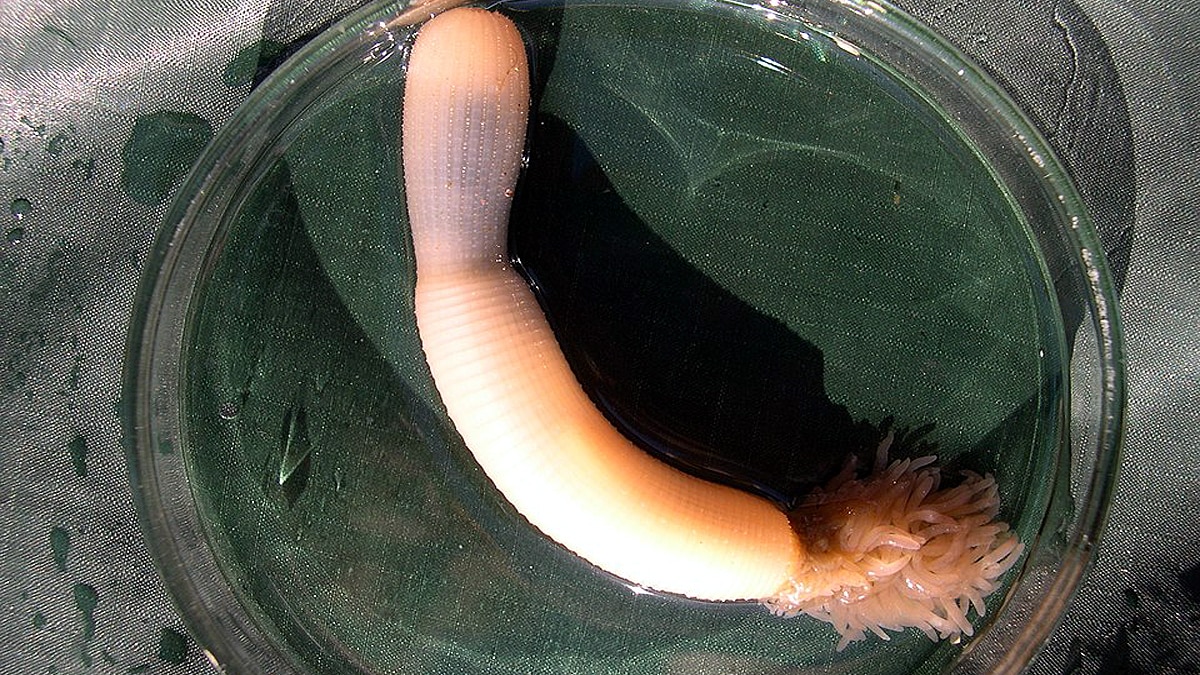 Penis Worms Ancient Seas