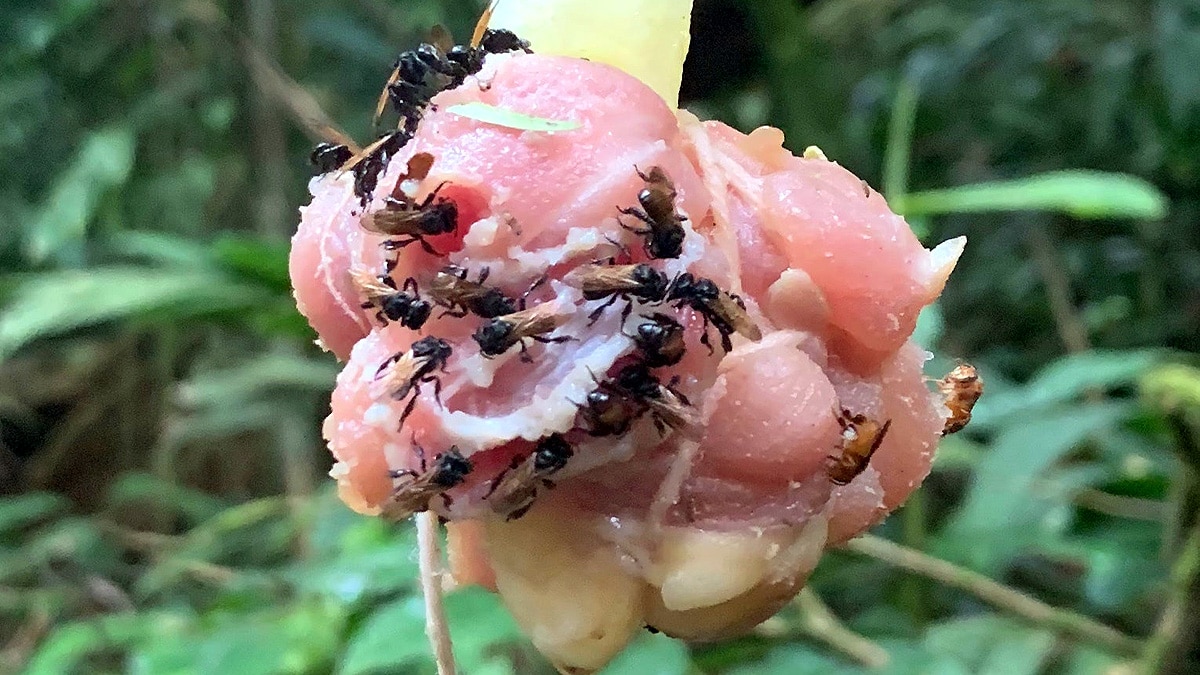 Rotting Meat Sweeter for Bees